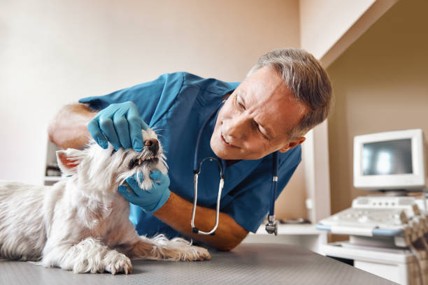 Best Emergency Gum Treatment in Cudahy, CA